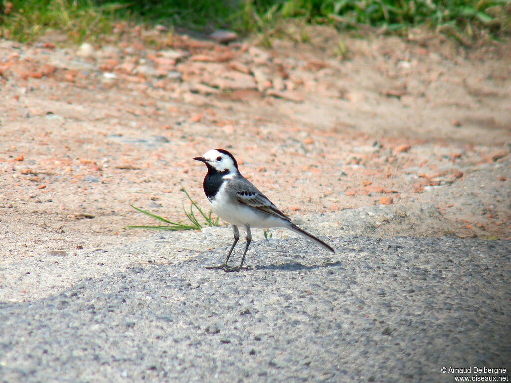 White Wagtail