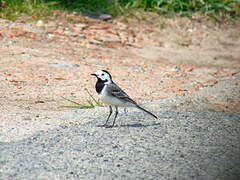 White Wagtail