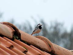 White Wagtail