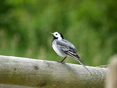 White Wagtail