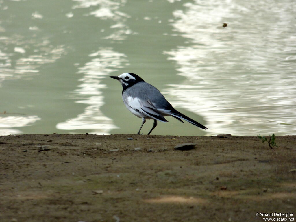 White Wagtail