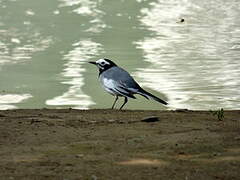 White Wagtail