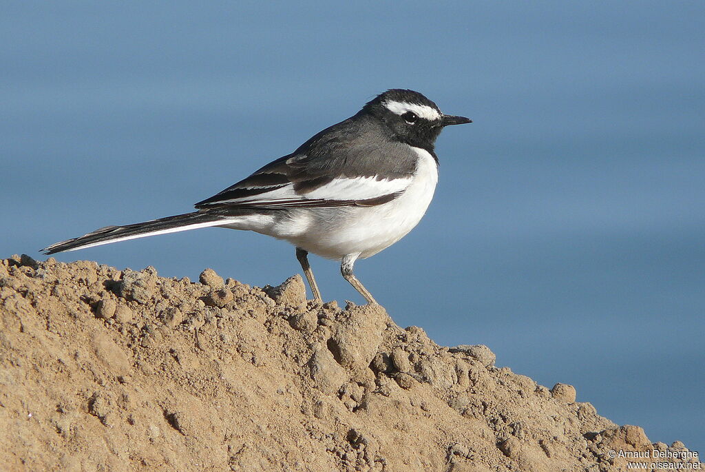 White-browed Wagtail