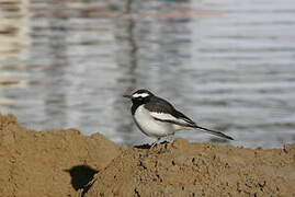 White-browed Wagtail