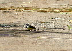 Madagascan Wagtail