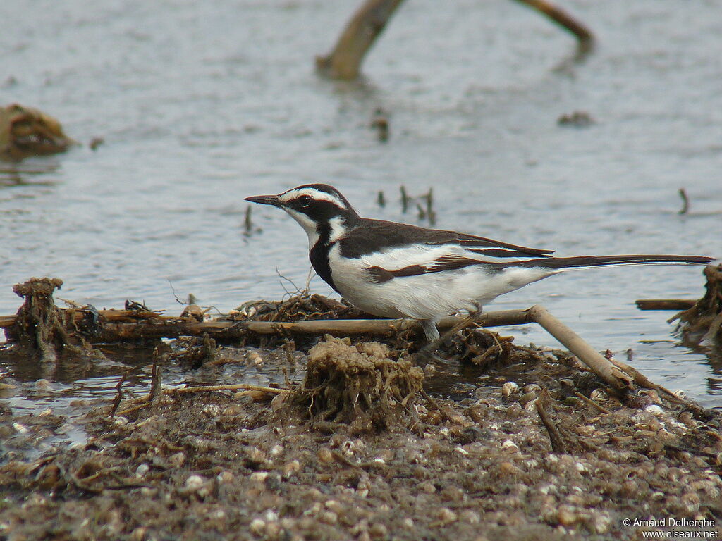 African Pied Wagtail