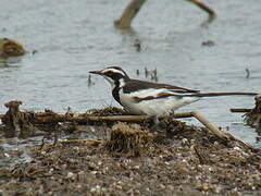 African Pied Wagtail