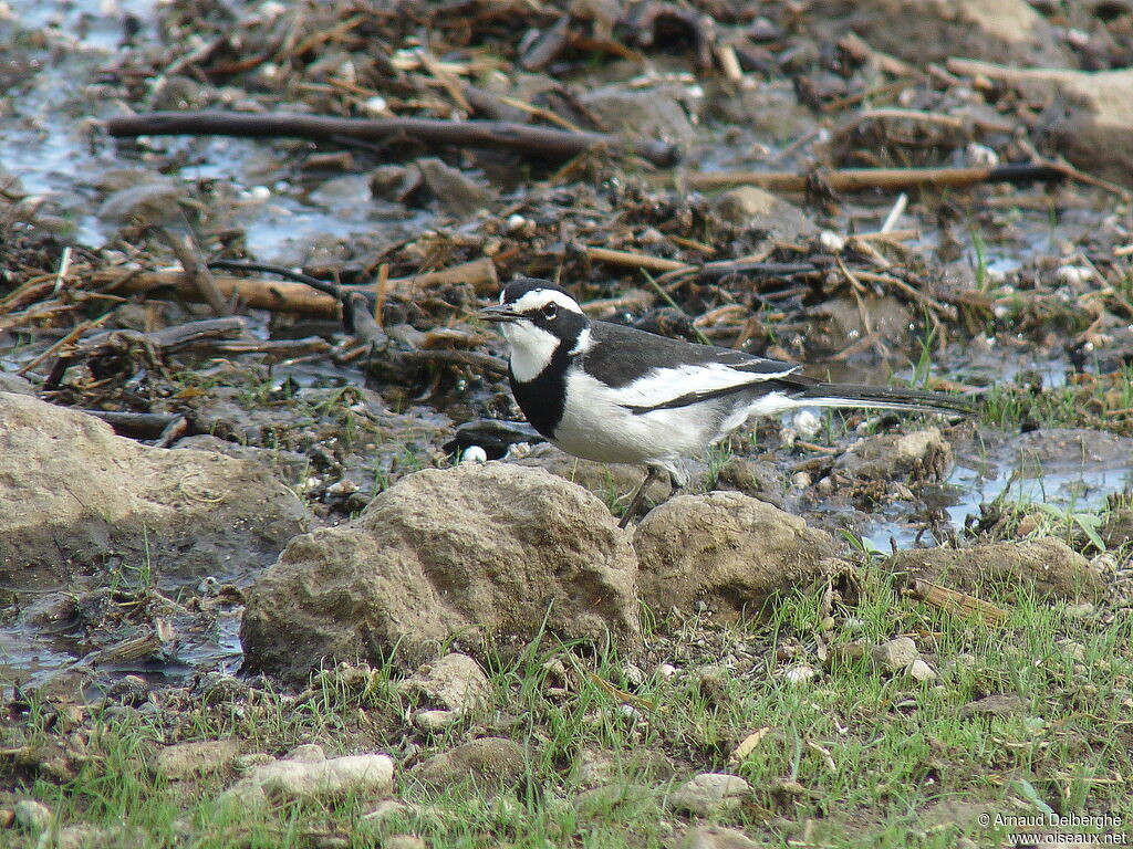 African Pied Wagtail