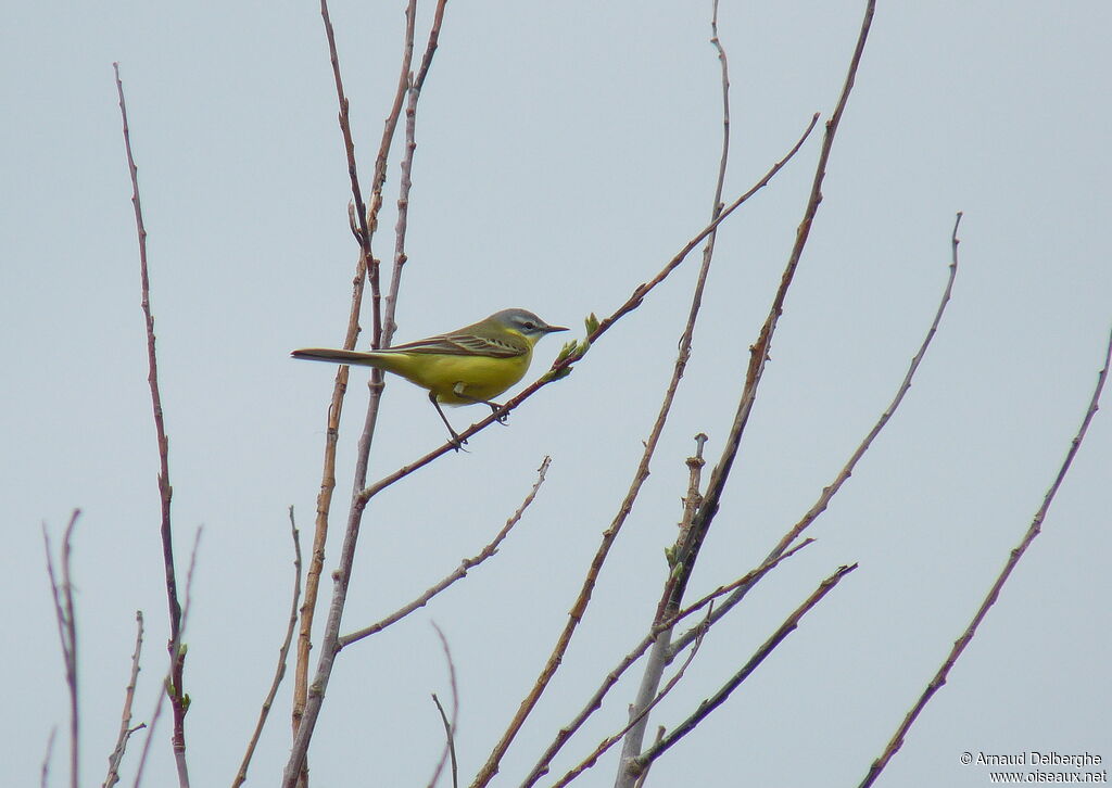 Western Yellow Wagtail