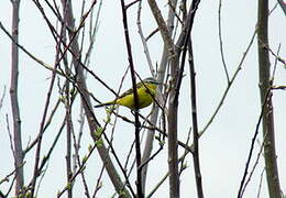 Western Yellow Wagtail