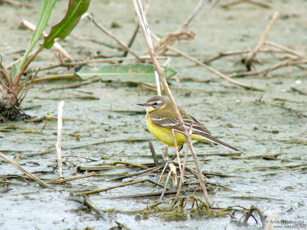 Western Yellow Wagtail