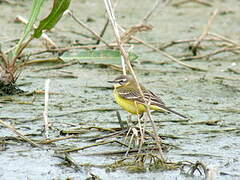 Western Yellow Wagtail