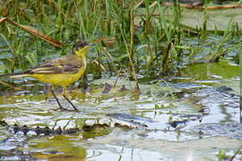 Western Yellow Wagtail