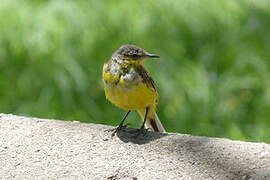 Western Yellow Wagtail