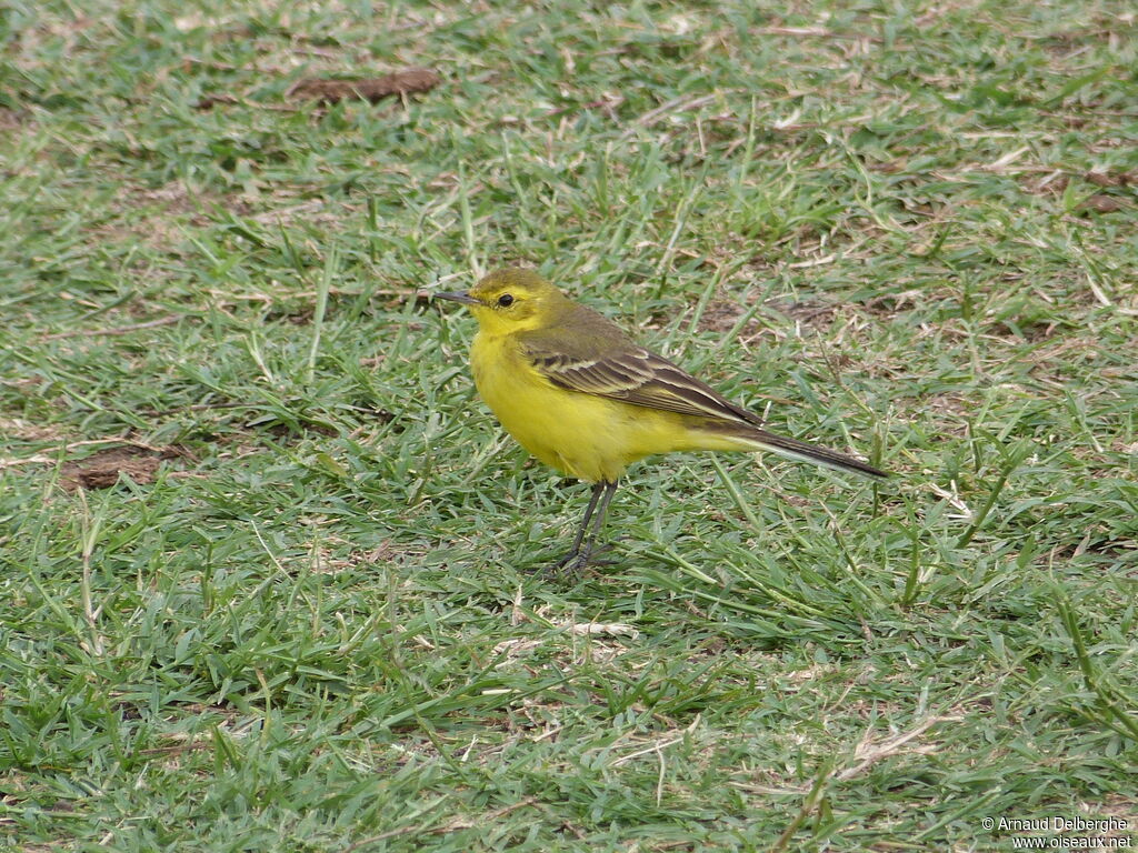 Western Yellow Wagtail