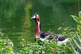 Red-breasted Goose