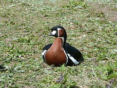 Red-breasted Goose