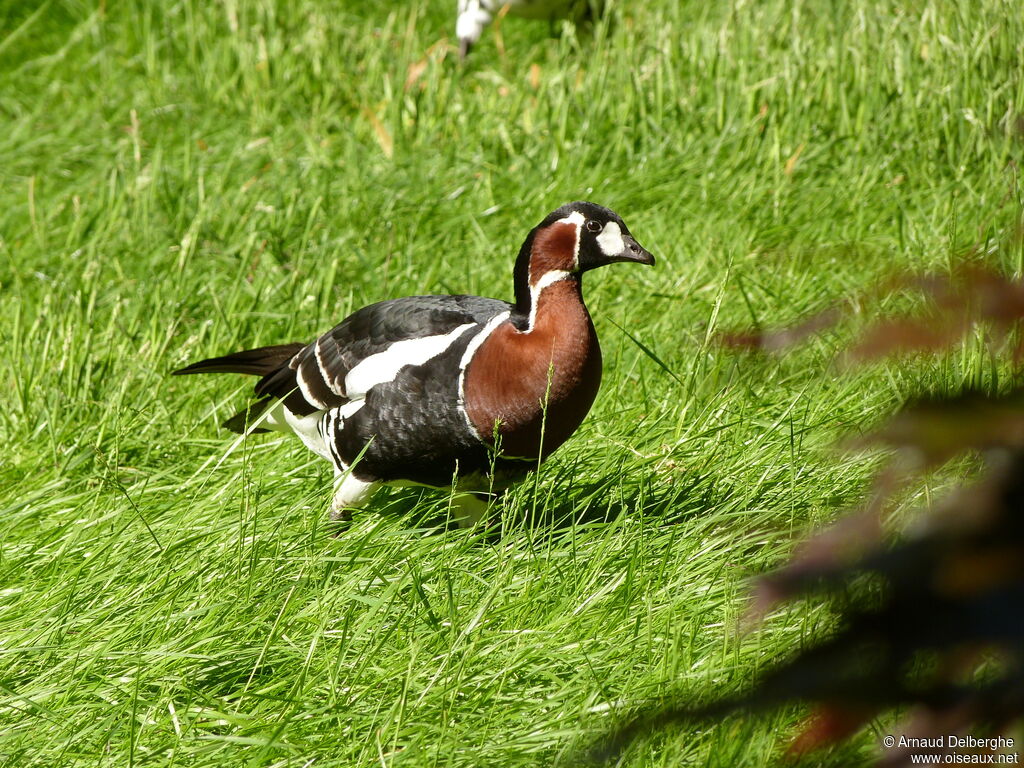 Red-breasted Goose