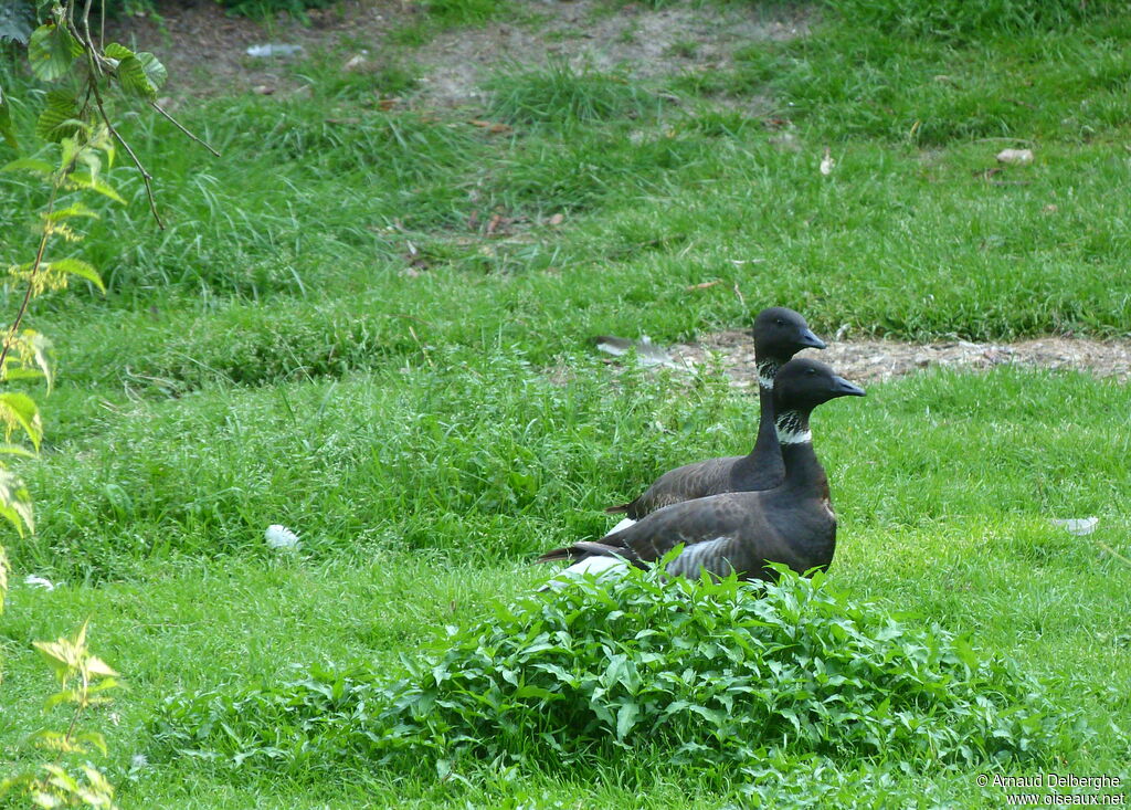 Brant Goose