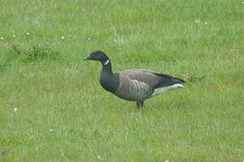 Brant Goose