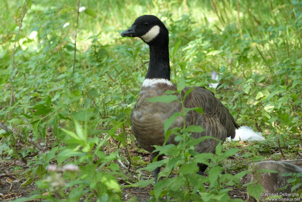 Cackling Goose