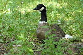 Cackling Goose