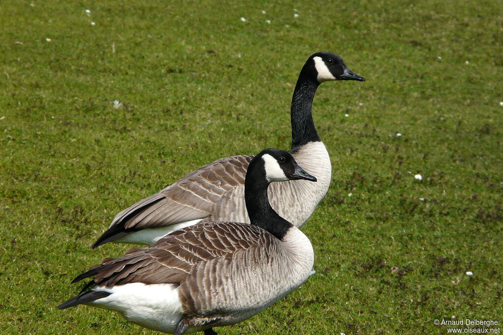 Canada Goose