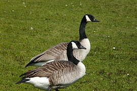 Canada Goose