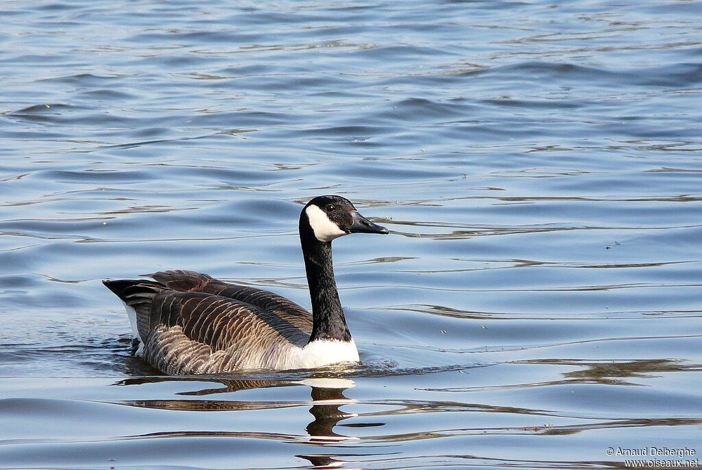 Canada Goose