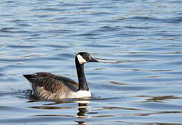 Canada Goose