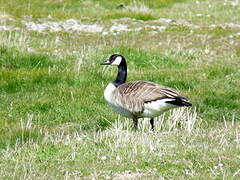 Canada Goose