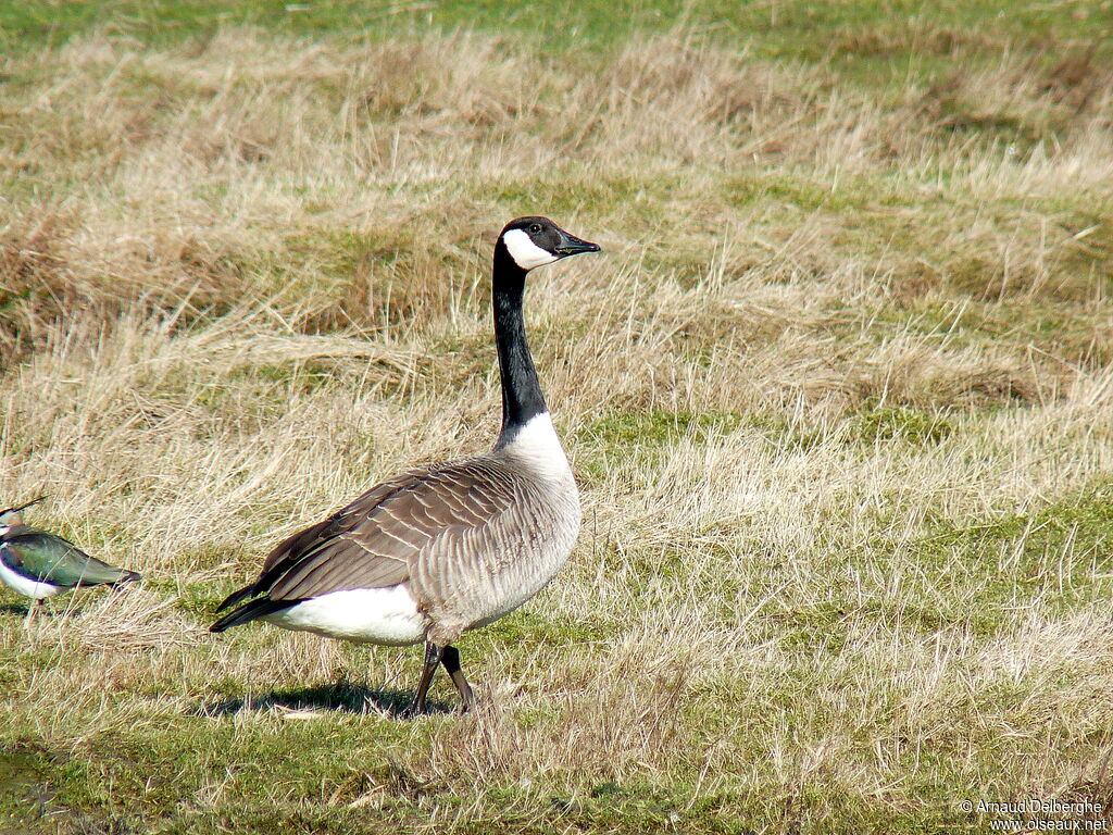 Canada Goose