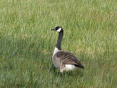 Canada Goose