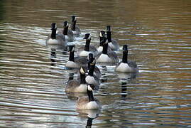 Canada Goose