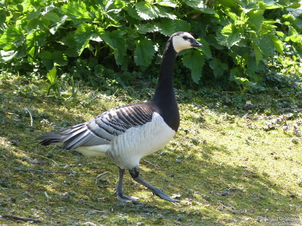 Barnacle Goose