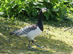 Barnacle Goose