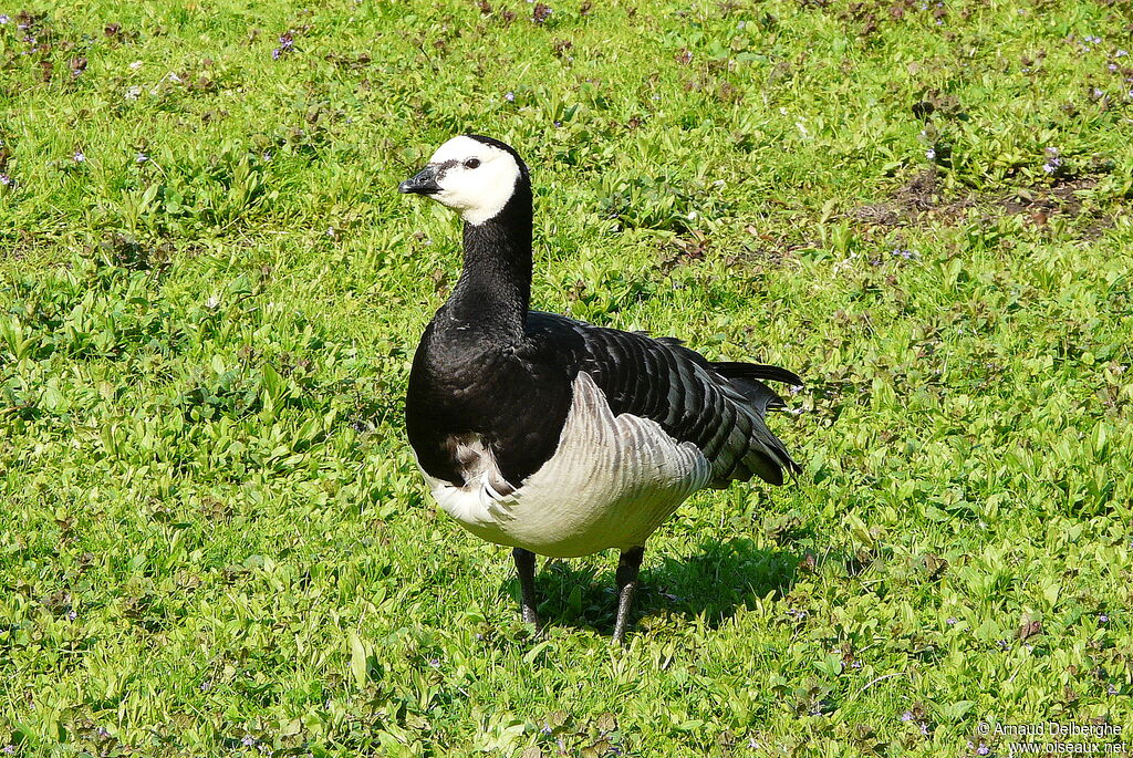 Barnacle Goose