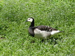 Barnacle Goose