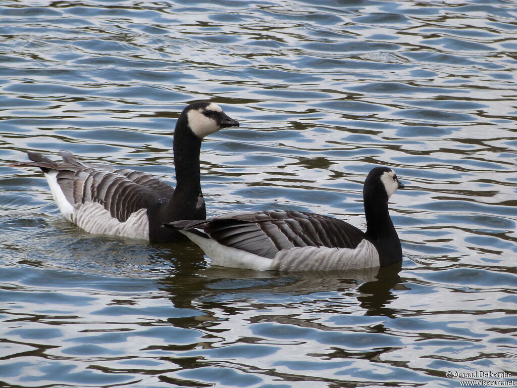 Barnacle Goose