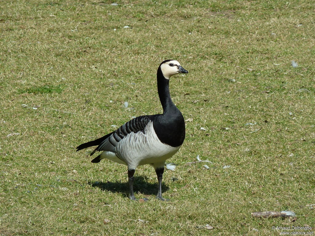 Barnacle Goose