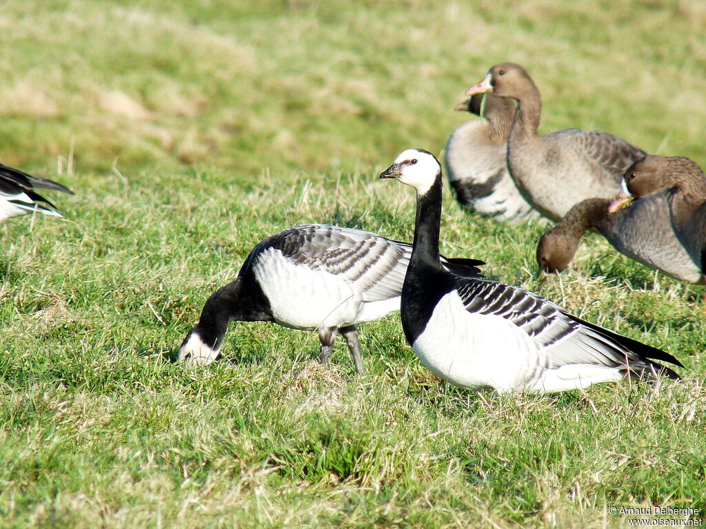 Barnacle Goose