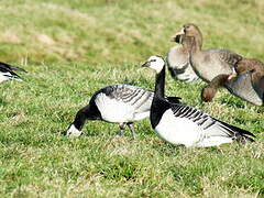 Barnacle Goose