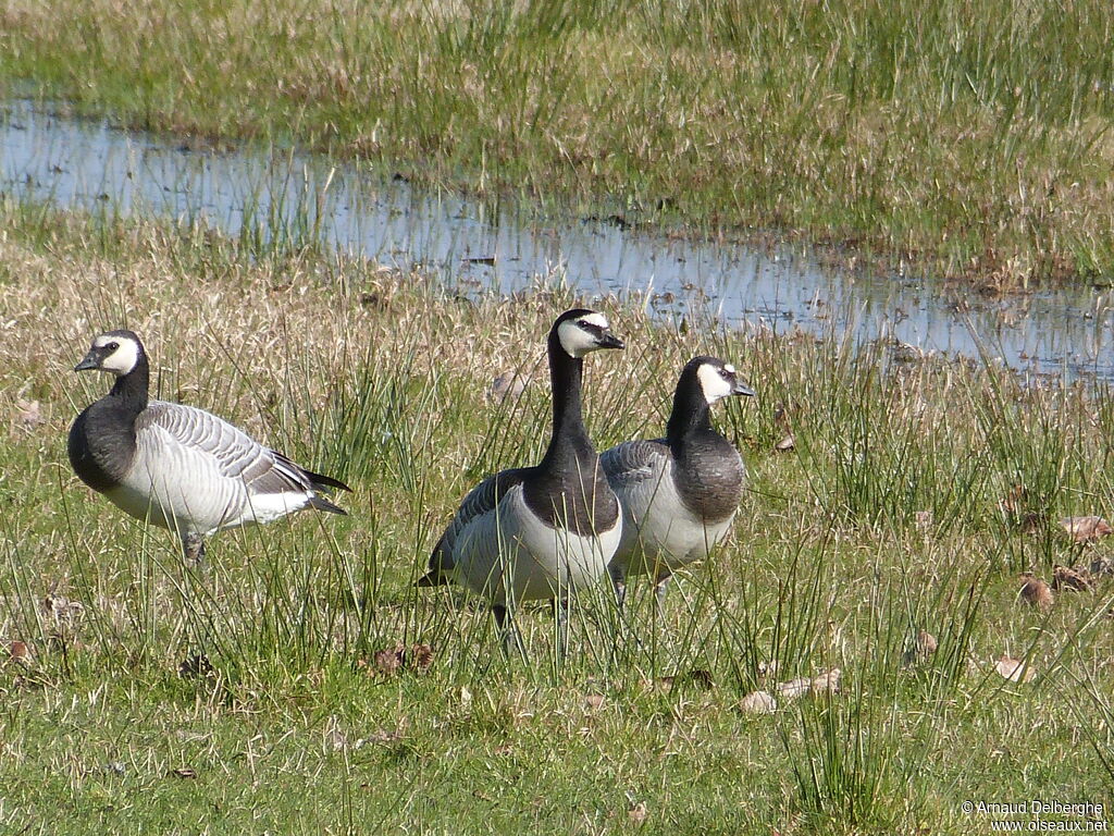 Barnacle Goose