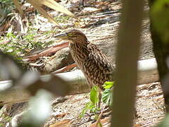 Nankeen Night Heron