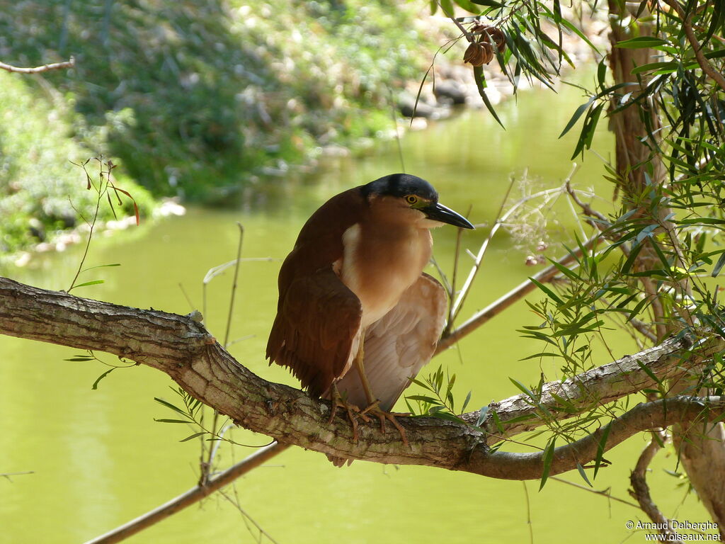 Nankeen Night Heron