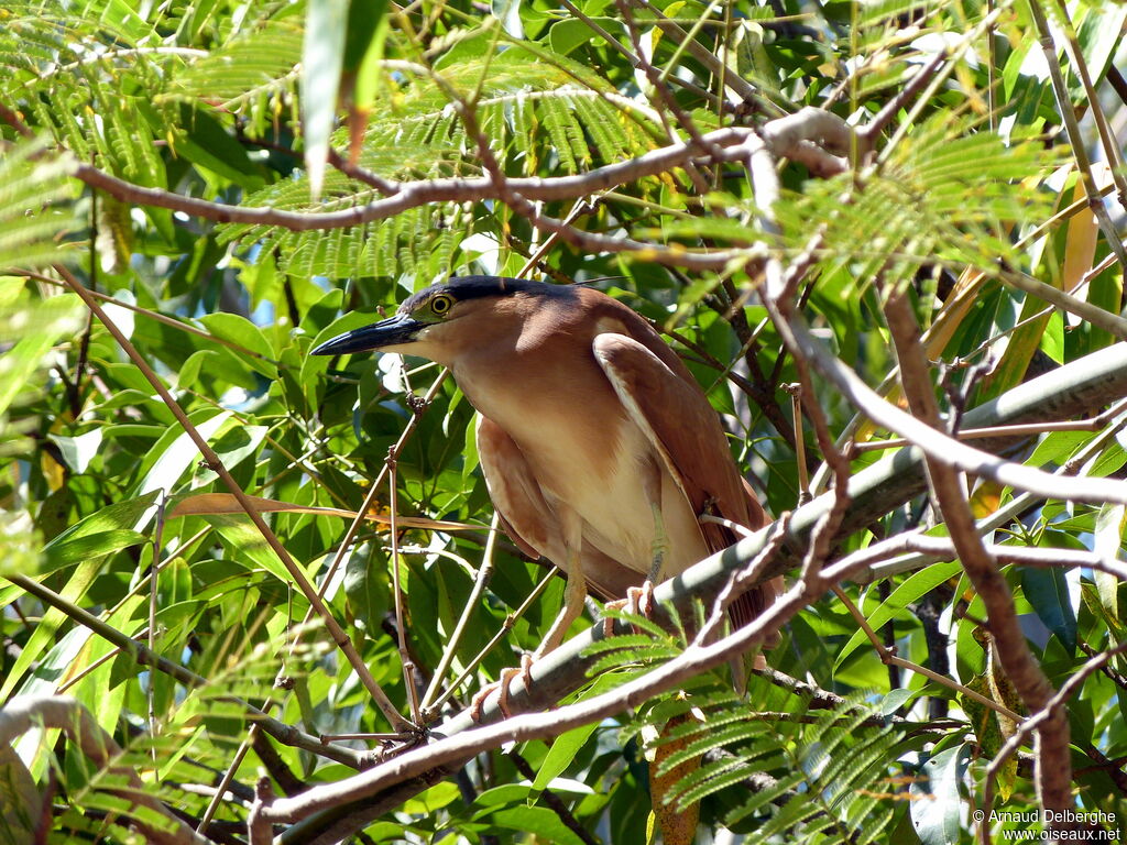 Nankeen Night Heron