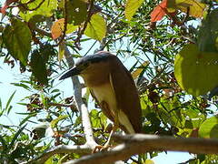 Nankeen Night Heron