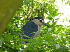 Black-crowned Night Heron