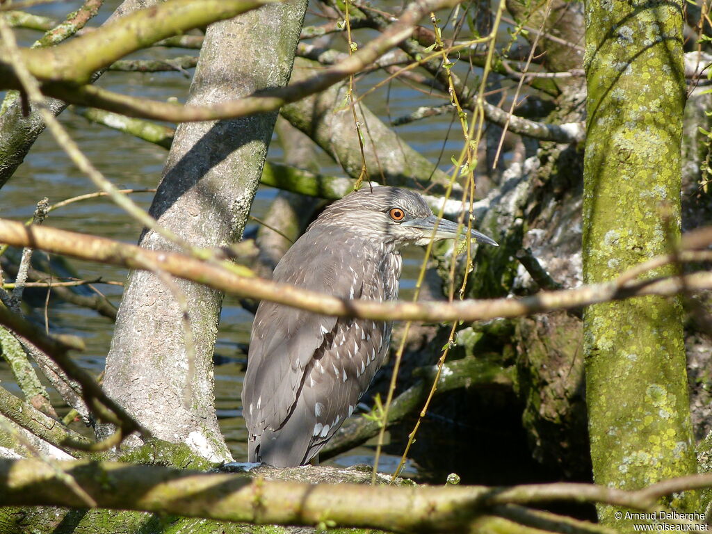 Black-crowned Night Heronjuvenile