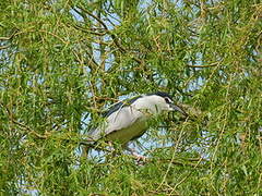 Black-crowned Night Heron